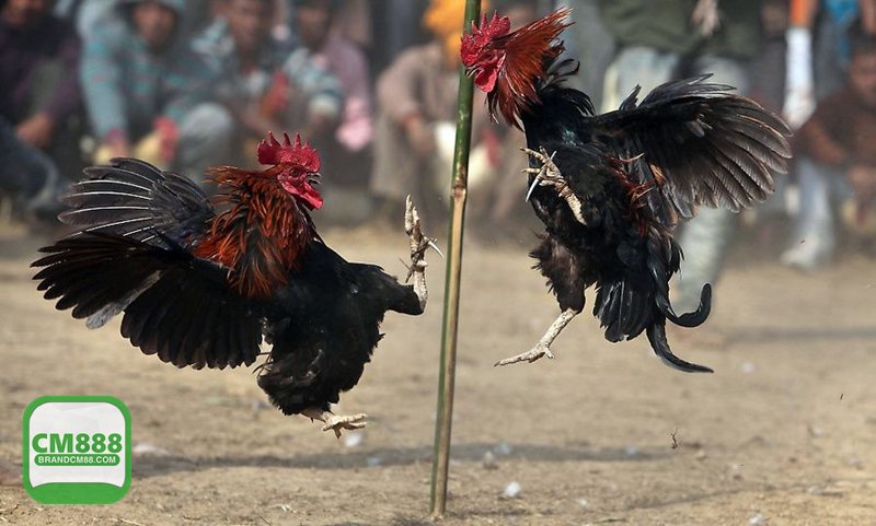 Luật Đá Gà - Ranh giới giữa giao lưu truyền thống và cá cược Luật Đá Gà - Ranh giới giữa giao lưu truyền thống và cá cược