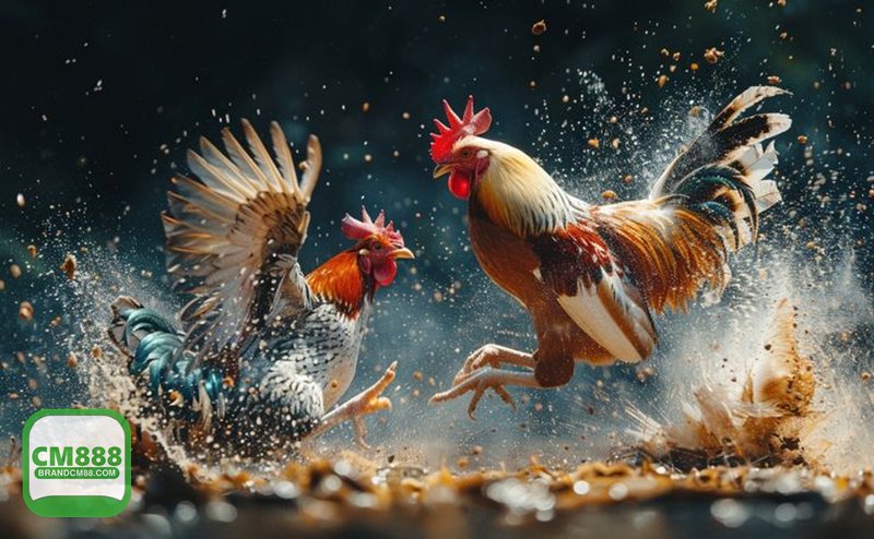 Luật Đá Gà - Luật Đá Gà dưới góc nhìn pháp luật: hiểu cho đúng Luật Đá Gà - Luật Đá Gà dưới góc nhìn pháp luật: hiểu cho đúng