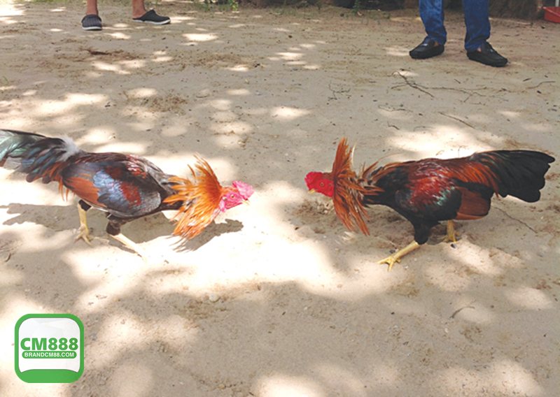 Đá Gà Online - Hình ảnh rõ, âm thanh đã tai và đường truyền ổn định Đá Gà Online - Hình ảnh rõ, âm thanh đã tai và đường truyền ổn định