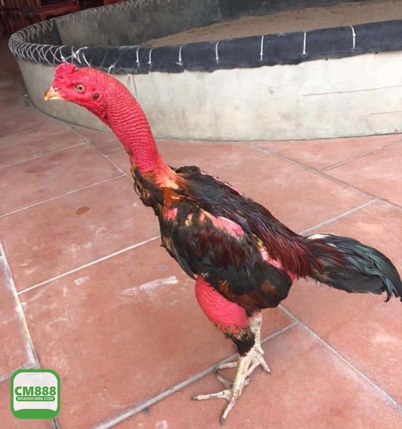 Đá Gà Online - Đá Gà Online tại CM888 có gì đáng thử? Đá Gà Online - Đá Gà Online tại CM888 có gì đáng thử?