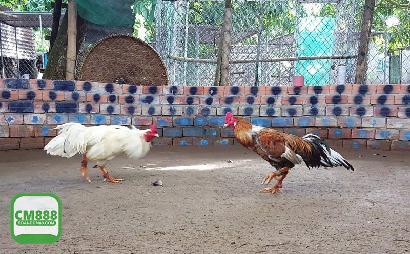 Đá gà CM888 - Quản vốn theo phiên và nhận diện đảo kèo Đá gà CM888 - Quản vốn theo phiên và nhận diện đảo kèo