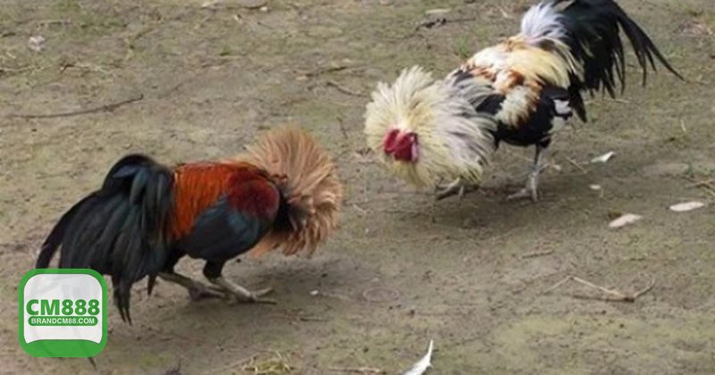 Đá Gà Online - Nguồn trận và lịch đấu cập nhật theo thời gian thực Đá Gà Online - Nguồn trận và lịch đấu cập nhật theo thời gian thực