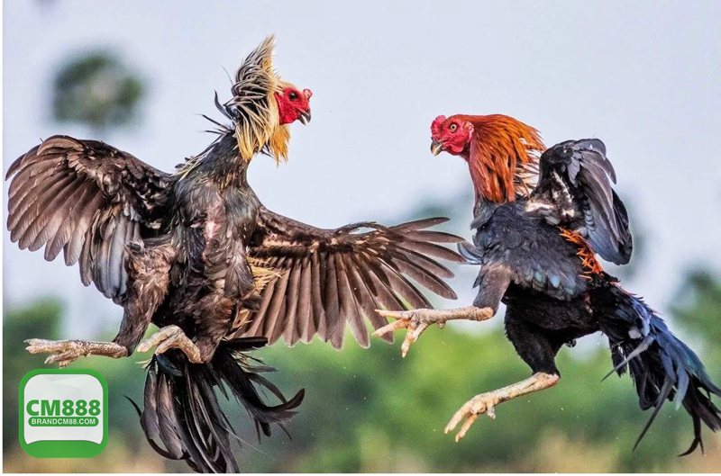 Đá gà CM888 - Hiển thị sắc nét, lịch sử minh bạch và đa thiết bị Đá gà CM888 - Hiển thị sắc nét, lịch sử minh bạch và đa thiết bị