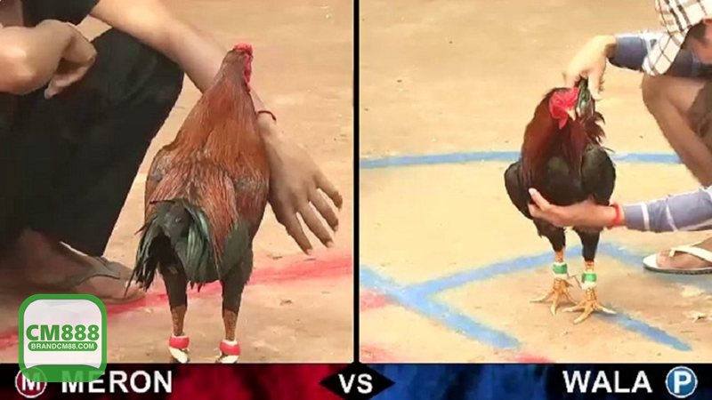 Đá Gà Online - Nguồn trận và lịch đấu cập nhật theo thời gian thực Đá Gà Online - Nguồn trận và lịch đấu cập nhật theo thời gian thực