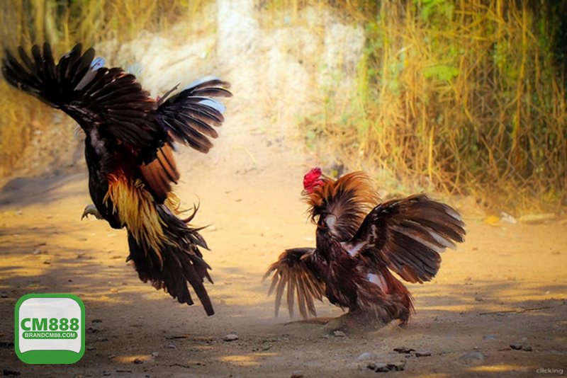 Luật Đá Gà - Văn hóa gà chọi miền Bắc và những điểm dễ vướng sai Luật Đá Gà - Văn hóa gà chọi miền Bắc và những điểm dễ vướng sai