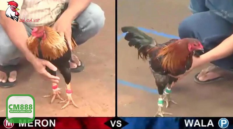 Đá Gà Online - Đá Gà Online tại CM888 có gì đáng thử? Đá Gà Online - Đá Gà Online tại CM888 có gì đáng thử?